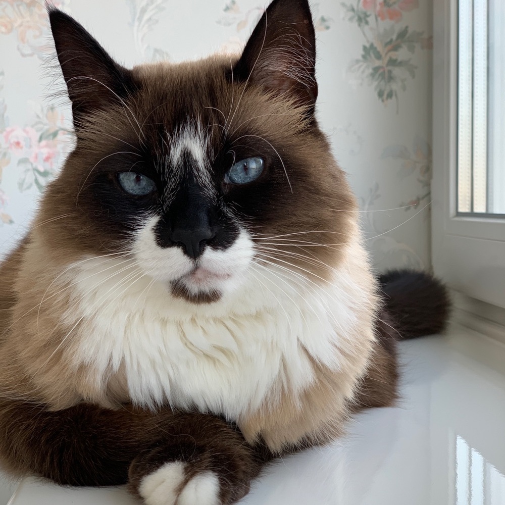 Meet your Posher, Megatron Griffin